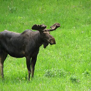 Northern Trail - Moose