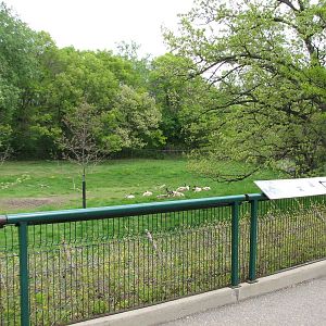 Northern Trail - Woodland Caribou Exhibit