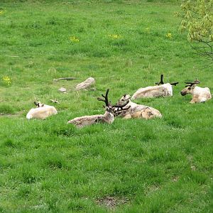 Northern Trail - Woodland Caribou Exhibit