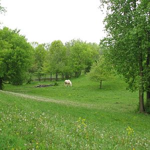 Family Farm - American Cream Draft Horse Pasture
