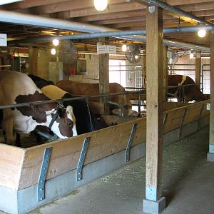 Family Farm - Dairy Barn