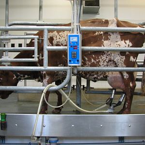 Family Farm - Dairy Barn Milking Demonstration