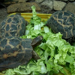 Croc Farm - Spider tortoises
