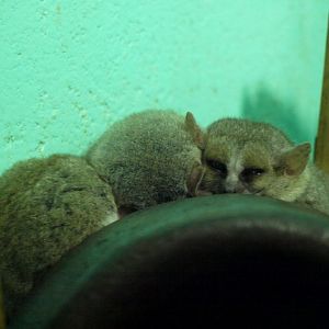 Croc Farm - Grey mouse lemurs