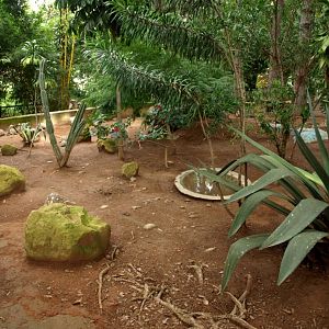 Croc Farm - Spiny Forest