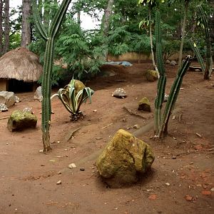 Croc Farm - Spiny Forest