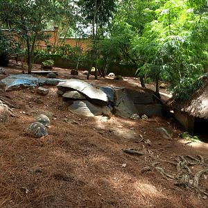 Croc Farm - Spiny Forest