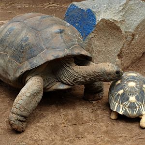 Croc Farm - Tortoises in Spiny Forest