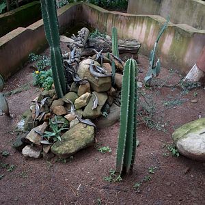 Croc Farm - Plated lizard exhibit