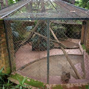 Croc Farm - Fossa exhibit