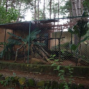 Croc Farm - Indian civet exhibit