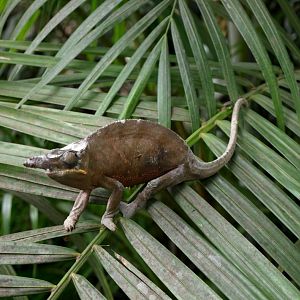 Croc Farm - Carpet chameleon