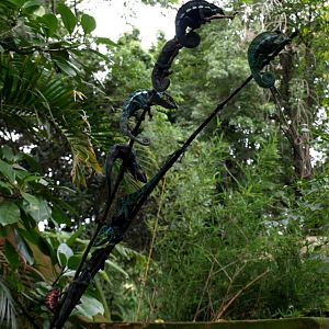 Croc Farm - Panther chameleons