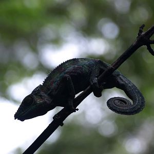 Croc Farm - Panther chameleon