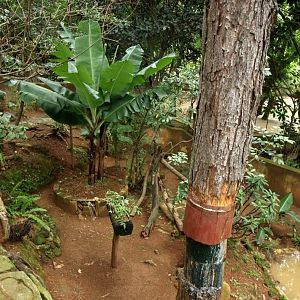 Croc Farm - Chameleon exhibit