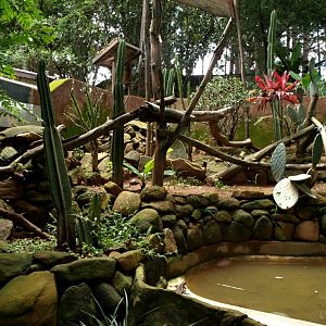 Croc Farm - Iguana exhibit
