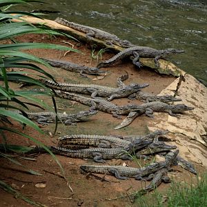 Croc Farm - Juvenile crocodiles