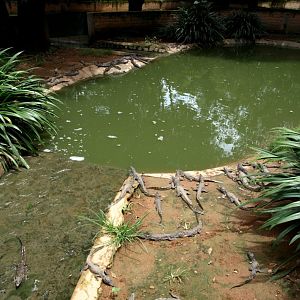 Croc Farm - Crocodile enclosure