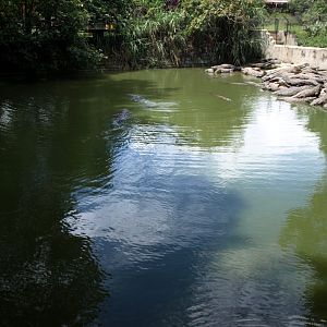 Croc Farm - Crocodile enclosure