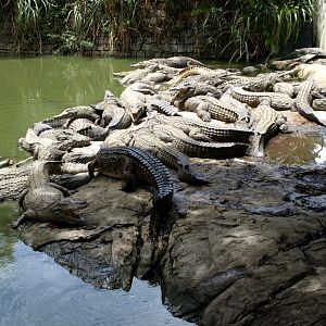 Croc Farm - Crocodile enclosure