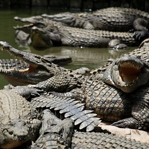 Croc Farm - Nile crocodiles