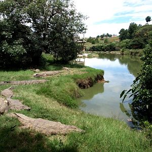 Croc Farm - Crocodile Lake
