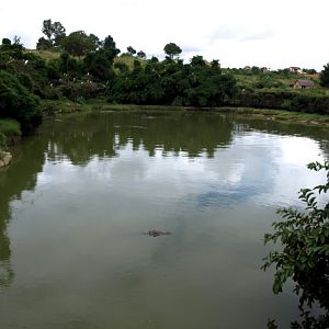 Croc Farm - Crocodile Lake