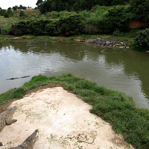 Croc Farm - Crocodile Lake