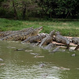 Croc Farm - Crocodile feeding time