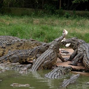 Croc Farm - Crocodile feeding time
