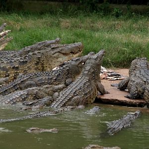 Croc Farm - Crocodile feeding time