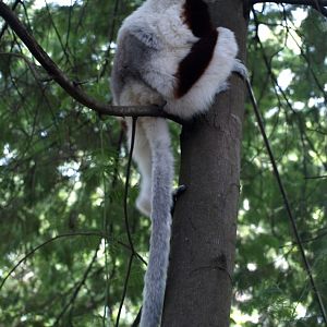 Croc Farm - Coquerel's sifaka