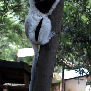 Croc Farm - Coquerel's sifaka