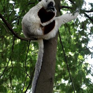 Croc Farm - Coquerel's sifaka