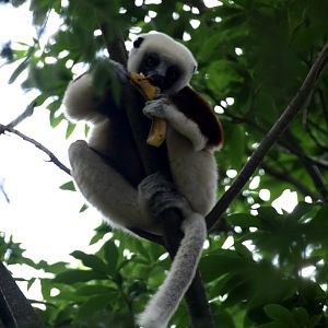 Croc Farm - Coquerel's sifaka