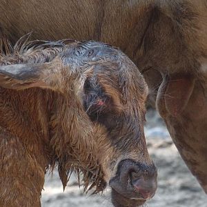 Bith of a wildebeest