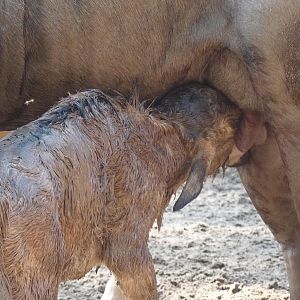 Birth of a Wildebeest