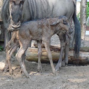 Birth of a Wildebeest