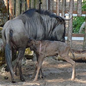 Birth of a Wildebeest