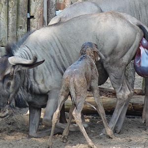 Birth of a Wildebeest