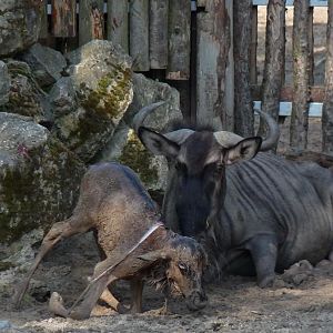 Birth of a Wildebeest