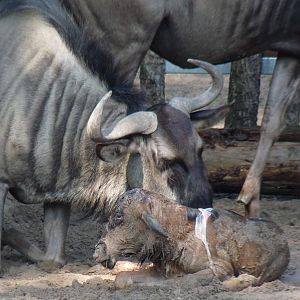 Birth of a Wildebeest