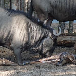 Birth of a Wildebeest