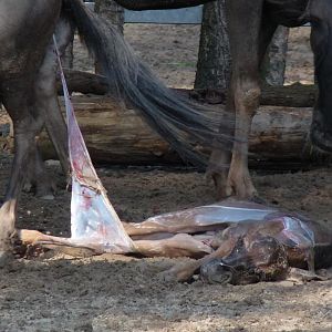 Birth of a Wildebeest