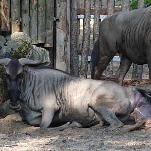 Birth of a Wildebeest