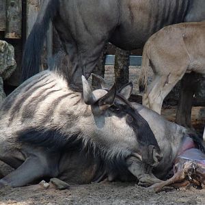 Birth of a Wildebeest