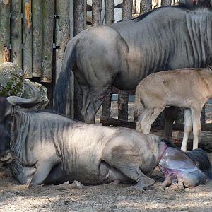 Birth of a Wildebeest