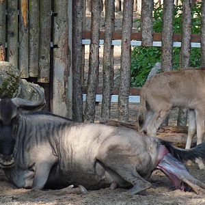 Birth of a Wildebeest