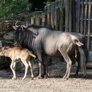 Birth of a Wildebeest