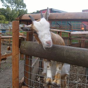 Pygmy Goat